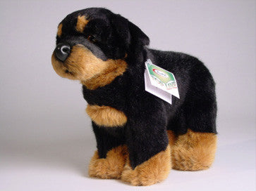 "Zhaki" Rottweiler