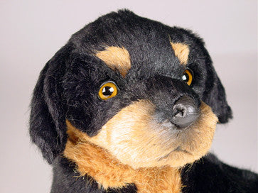 "Ms. Muffet" Rottweiler