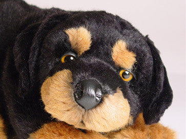 "Carmine" Rottweiler