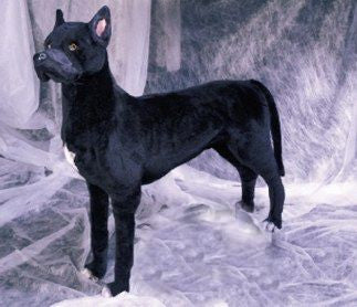 "Rumba" Great Dane