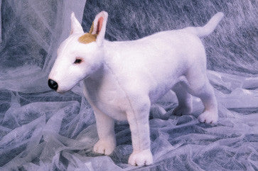 "Spuds" Bull Terrier