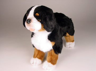 "Julia" Bernese Mountain Dog