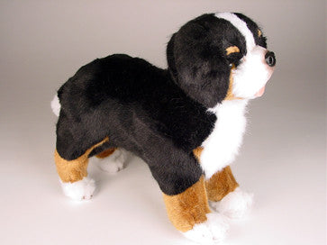 "Julia" Bernese Mountain Dog