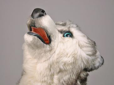 "Echo" Husky