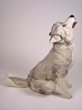 "Echo" Husky