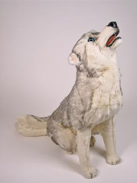 "Echo" Husky