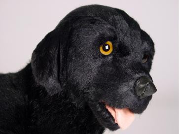 "Zeke" Labrador Retriever