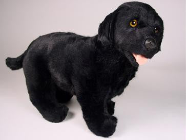 "Zeke" Labrador Retriever