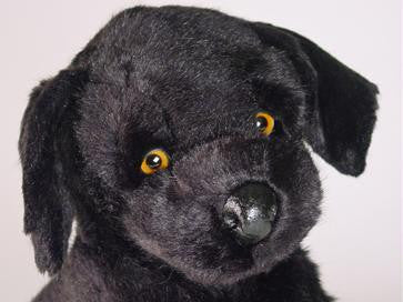 "Flo" Labrador Retriever