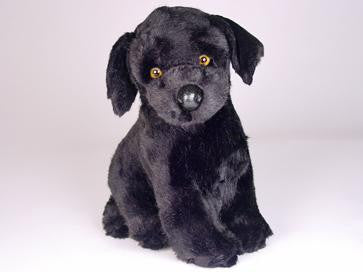 "Flo" Labrador Retriever