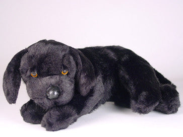"Lucky" Labrador Retriever