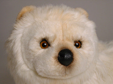 "Samantha" Chow Chow