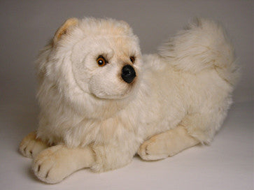 "Samantha" Chow Chow