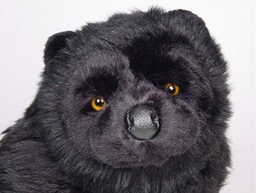 "Maxwell" Chow Chow