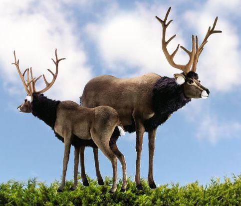 "Rafferty" Reindeer (right)