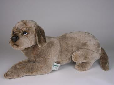 "Amadeus" Weimaraner