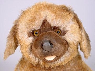 "Teddy" Leonberger Dog