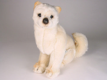 "Amaya" Shiba Inu