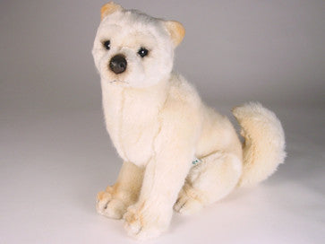 "Amaya" Shiba Inu