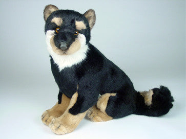 "Ando" Shiba Inu