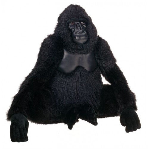 "Koko" Gorilla