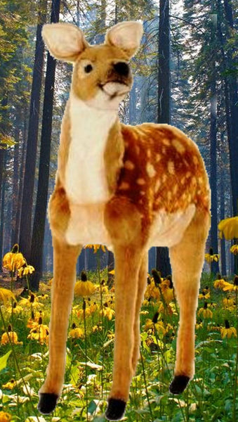 "Felicia" Fawn