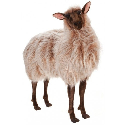 "Lady Ba Ba" Sheep
