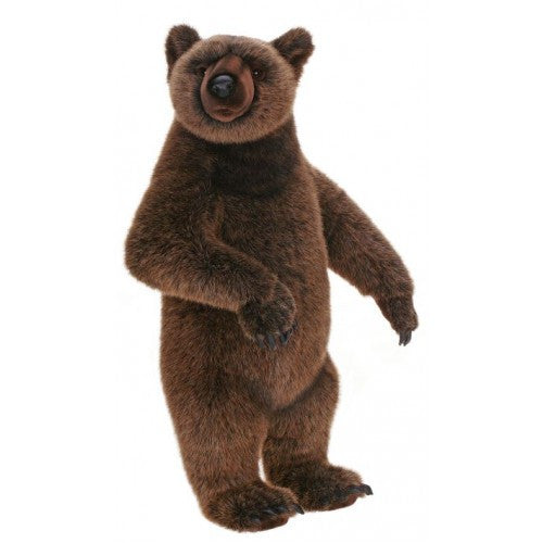 "Yogi" Grizzly Bear