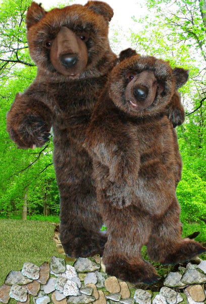 "Yogi" Grizzly Bear