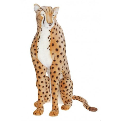 "Yambo" Cheetah