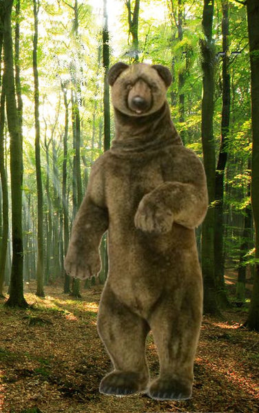 "Basil" Grizzly Bear
