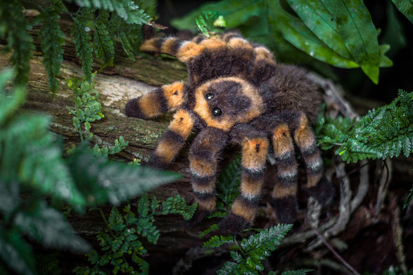 "Aggi" Red Kneed Tarantula