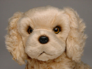 "Ginger" Cocker Spaniel