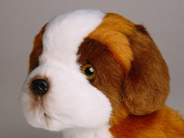 "Bolivar" Saint Bernard