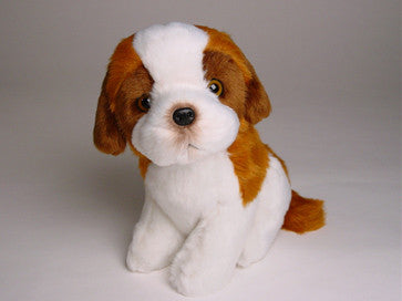 "Bolivar" Saint Bernard