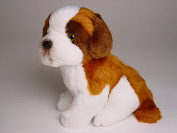 "Bolivar" Saint Bernard