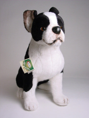 "Bean" Boston Terrier