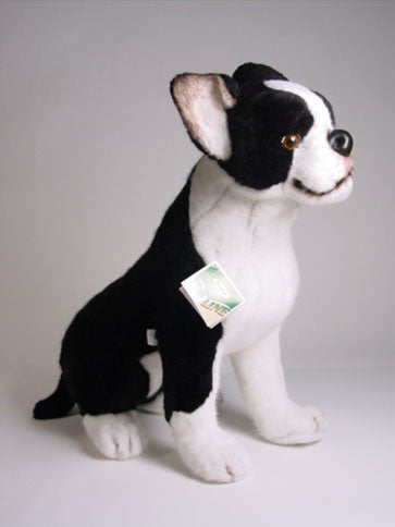 "Bean" Boston Terrier