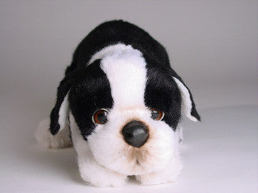 "Elvis" Boston Terrier