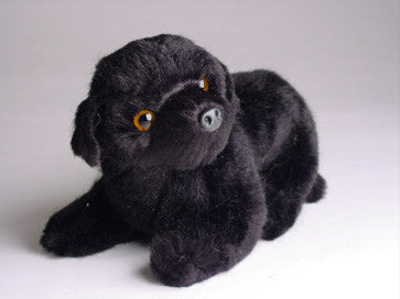 "Boo" Newfoundland