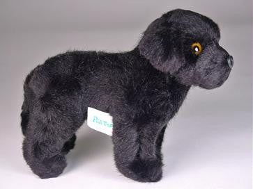 "Faithful" Newfoundland