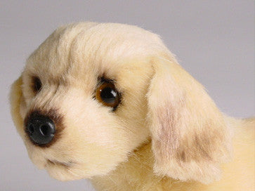 "Bluff" Golden Retriever