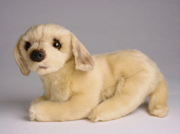 "Bluff" Golden Retriever