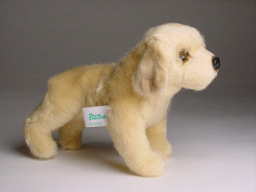 "Bojangles" Golden Retriever