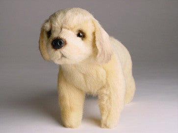 "Bojangles" Golden Retriever