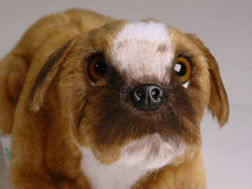 "Flocki" Boxer