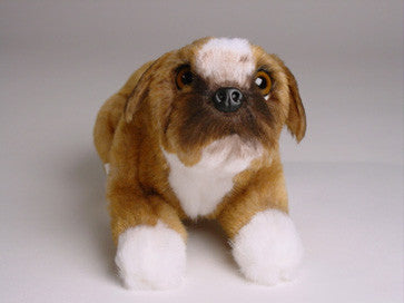 "Flocki" Boxer