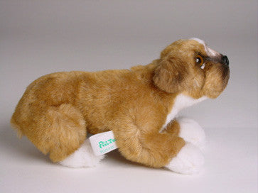"Flocki" Boxer