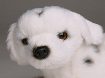 "Spot" Dalmatian