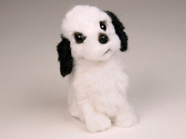 "Callie" Cocker Spaniel